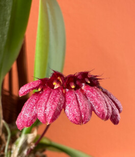 Bulbophyllum corolliferum orchidaceae.xyz