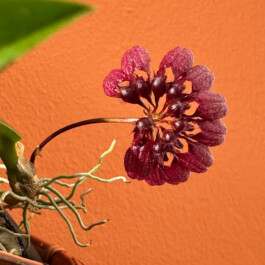 Bulbophyllum corolliferum orchidaceae.xyz