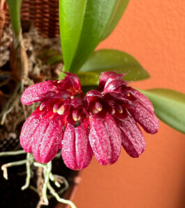 Bulbophyllum corolliferum orchidaceae.xyz