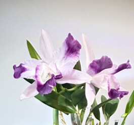 Laeliocattleya-Cariad's-Mini-Quinee-Angel-Kiss orchidaceae.xyz