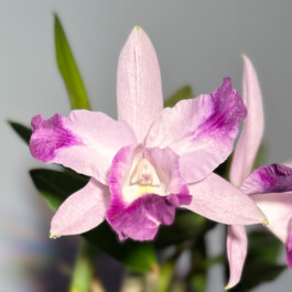 Laeliocattleya-Cariad's-Mini-Quinee-Angel-Kiss orchidaceae.xyz