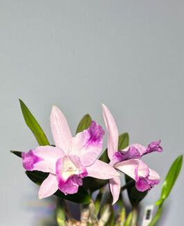 Laeliocattleya-Cariad's-Mini-Quinee-Angel-Kiss orchidaceae.xyz