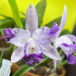 Laeliocattleya-Cariad's-Mini-Quinee-Angel-Kiss orchidaceae.xyz