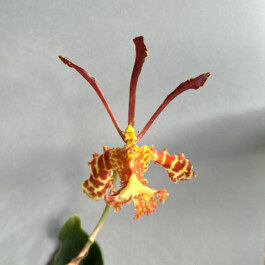 Psychopsis Mariposa Green Valley orchidaceae.xyz
