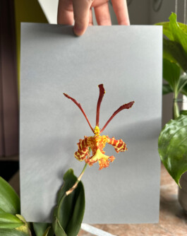 Psychopsis Mariposa Green Valley orchidaceae.xyz