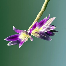 Dendrobium victoriae-reginae orchidaceae.xyz