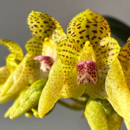 Bulbophyllum guttulatum orchidaceae.xyz