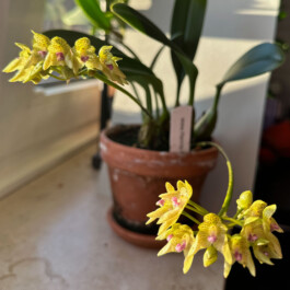 Bulbophyllum guttulatum orchidaceae.xyz