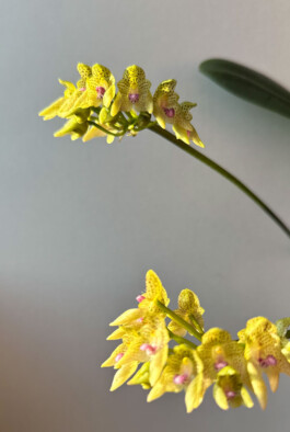 Bulbophyllum guttulatum orchidaceae.xyz