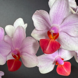 Phalaenopsis-Liu's-Triprince orchidaceae.xyz