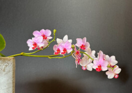 Phalaenopsis-Liu's-Triprince orchidaceae.xyz