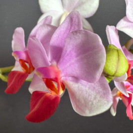 Phalaenopsis-Liu's-Triprince orchidaceae.xyz