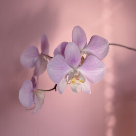 orchidaceae.xyz