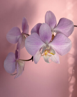  orchidaceae.xyz