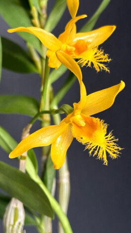 Dendrobium brymerianum orchidaceae.xyz