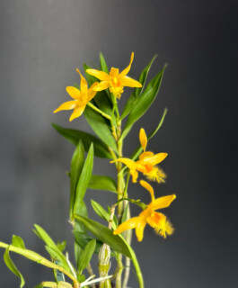 Dendrobium brymerianum orchidaceae.xyz
