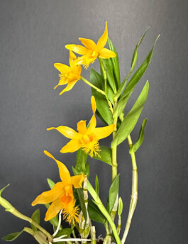 Dendrobium brymerianum orchidaceae.xyz