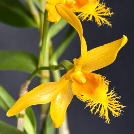 Dendrobium brymerianum orchidaceae.xyz