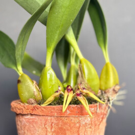 orchidaceae.xyz