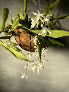 Coelogyne Unchained Melody orchidaceae.xyz