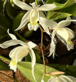 Coelogyne Unchained Melody orchidaceae.xyz