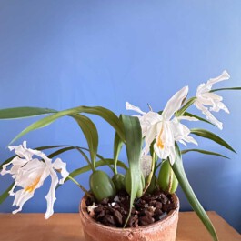 Coelogyne cristata orchidaceae.xyz