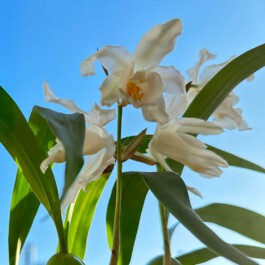 Coelogyne cristata orchidaceae.xyz