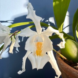 Coelogyne cristata orchidaceae.xyz
