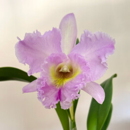 Rhyncholaeliocattleya Mahina Yahiro orchidaceae.xyz