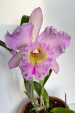 Rhyncholaeliocattleya Mahina Yahiro orchidaceae.xyz