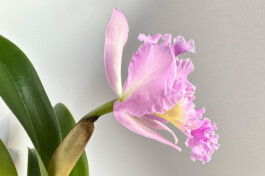 Rhyncholaeliocattleya Mahina Yahiro orchidaceae.xyz