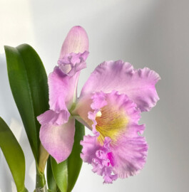 Rhyncholaeliocattleya Mahina Yahiro orchidaceae.xyz