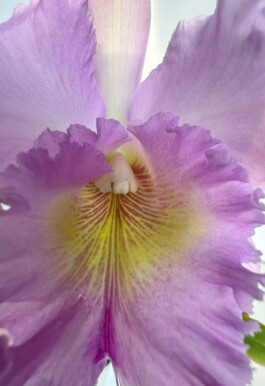 Rhyncholaeliocattleya Mahina Yahiro orchidaceae.xyz