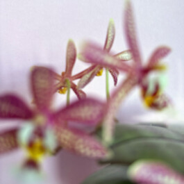 Phalaenopsis Yaphon Pink Lady orchidaceae.xyz