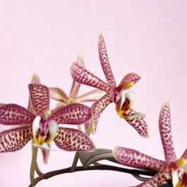 Phalaenopsis Yaphon Pink Lady orchidaceae.xyz