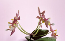 Phalaenopsis Yaphon Pink Lady orchidaceae.xyz