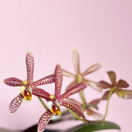 Phalaenopsis Yaphon Pink Lady orchidaceae.xyz