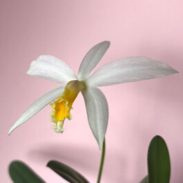 orchidaceae.xyz