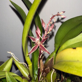 Macradenia- multiflora orchidaceae.xyz