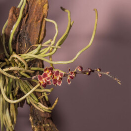 orchidaceae.xyz