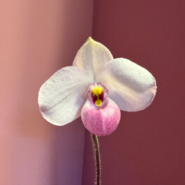  orchidaceae.xyz