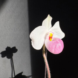 orchidaceae.xyz