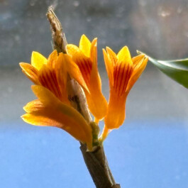 Dendrobium topaziacum orchidaceae.xyz