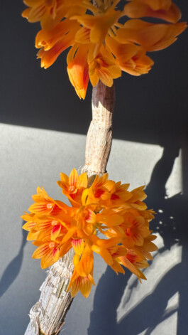 Dendrobium topaziacum / bullenianum orchidaceae.xyz