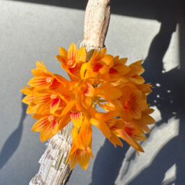 Dendrobium topaziacum / bullenianum orchidaceae.xyz