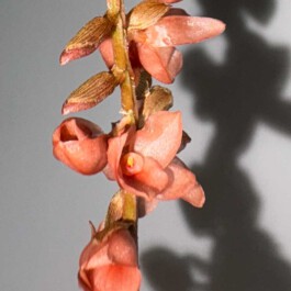 orchidaceae.xyz