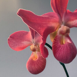 orchidaceae.xyz