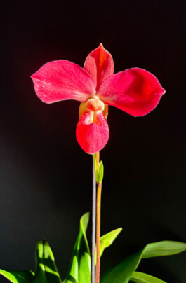 Phragmipedium Fritz Schomburg orchidaceae.xyz