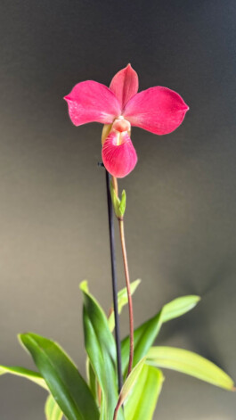 Phragmipedium Fritz Schomburg orchidaceae.xyz