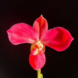 Phragmipedium Fritz Schomburg orchidaceae.xyz